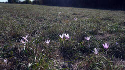 DSC00337.thumb.JPG.641e65b5f9d3d6bb4a970ae2c1f79fa7.JPG