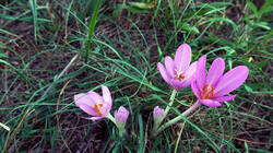 DSC00339.thumb.JPG.c47c9691a8d75b1c5af6d8663a17ad66.JPG