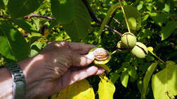 DSC00341.thumb.JPG.bb0df6cb22f7f5e0b8c99acfd31123f2.JPG