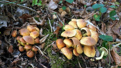 DSC00425.thumb.JPG.3e93e49d4456b378bd3878d912ba4e5a.JPG