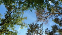 DSC00438.thumb.JPG.42089767dcbc7bdff00a7b082cbab8ff.JPG