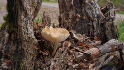 DSC00483.thumb.JPG.2347509f8ac277128d58e131943f49d3.JPG