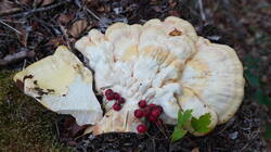 DSC00517.thumb.JPG.115c055d7629464d69ebce8370e375b5.JPG