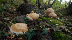 DSC00541.thumb.JPG.5730848ee4183a0d5295d6f2e8eba5fd.JPG