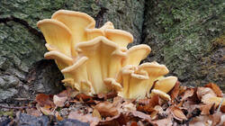 DSC00674.thumb.JPG.32c498f7f575fc113aad5f1b971645dc.JPG