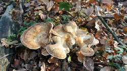 DSC00683.thumb.JPG.2acab86c2746907b7b276caf686cebcc.JPG