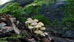 DSC00707.thumb.JPG.faf40eca60b3ba96f922b0d5ac670f3d.JPG