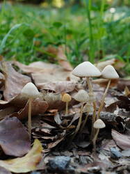 DSC00732.thumb.JPG.e6ab847eb7060b076287ac90590dafc2.JPG