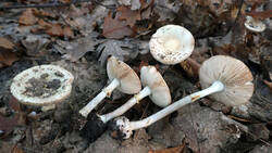 DSC00902.thumb.JPG.eb656a6296c2fca08a2074a6ae5c0dae.JPG