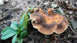 DSC00928.thumb.JPG.c988da7197b3cdbd1690393410bc103d.JPG