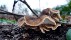 DSC00929.thumb.JPG.bc564228a92469ea96ee7c2e6c844f71.JPG
