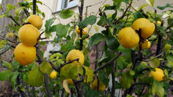 DSC00950.thumb.JPG.3f7eb9e97ccb73c635dee7b54711c3cd.JPG