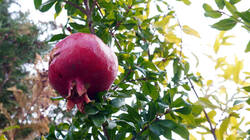 DSC00957.thumb.JPG.1d4d202e224bd4fa0ed10f02f9fe0e6e.JPG