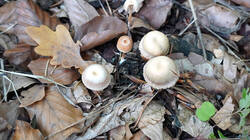 DSC00985.thumb.JPG.3c9907b0c4f9c49d6b5fce67ebba3b03.JPG