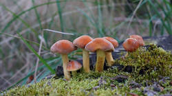 DSC00986.thumb.JPG.af2f5996f82856b04f1c71a4d8e01960.JPG