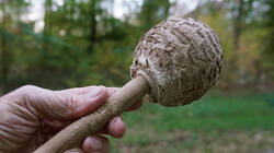 DSC01004.thumb.JPG.851573d632eaaa98e9a51b6785a3bb81.JPG