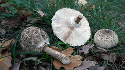 DSC01009.thumb.JPG.9514e8d86513421d7ffecafe1efd0eda.JPG
