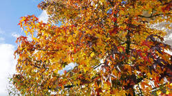 DSC01010.thumb.JPG.9644abedb1ea79f808c047fe7f176cab.JPG