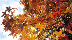 DSC01015.thumb.JPG.8fedb3678fa5539e4456be46f667903f.JPG