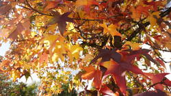 DSC01016.thumb.JPG.721707738c04e9ce6120048b95d79c8b.JPG
