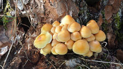 DSC01024.thumb.JPG.e5a18d33d19c6972fee70df492065af4.JPG
