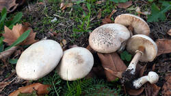 DSC01100.thumb.JPG.e68d0144c51385b9ffabd8cb1a17e356.JPG