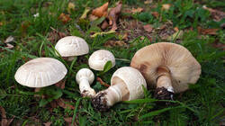 DSC01117.thumb.JPG.b332c5f58d45451dd1a7d20bb117843f.JPG