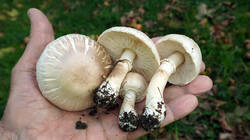 DSC01122.thumb.JPG.0eb74b48e4b9fb686747fae009c4e9b5.JPG