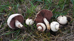 DSC01133.thumb.JPG.6d5d79c9333b2e7d91bbc1b83c4cc7d6.JPG