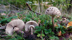 DSC01150.thumb.JPG.858853ebcd320370adec6b040fdc3b85.JPG