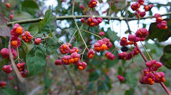 DSC01159.thumb.JPG.5d652d6cfacc17452330df9ff20f6394.JPG