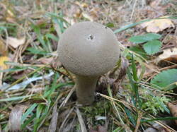 DSC06916.thumb.JPG.fe78119f811e6af63ffebb613f7e11ed.JPG