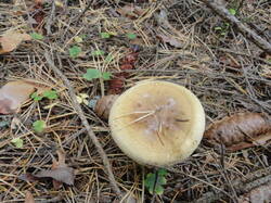 DSC06918.thumb.JPG.3fd9e669df7a235d5f5df8e3de270892.JPG