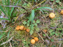 DSC06920.thumb.JPG.41d44c17d39c4ba87748e7d9146969af.JPG