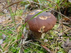 DSC06922.thumb.JPG.96f06e72ecf3af5648f95f4bb82b841a.JPG