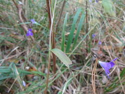 DSC06923.thumb.JPG.5dd1e433c0b8fa2060e81d19bee94740.JPG