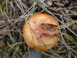 DSC06925.thumb.JPG.e0a2fdb41375f417fdacdb59dcb5b733.JPG
