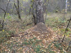 DSC06930.thumb.JPG.6425a6c363aec9b91dc2be816b094c7e.JPG
