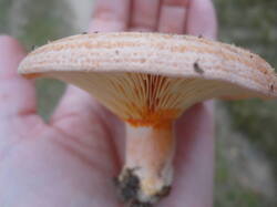 DSC06933.thumb.JPG.ffd9a8daf51a1986986b9b339879521b.JPG