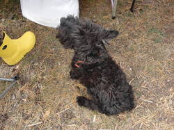 DSC06940.thumb.JPG.d48045e671c8a31f0f3a5f7e871207f3.JPG