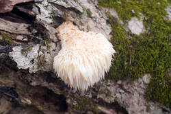 DSC09500.jpg