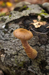 DSC09503.jpg
