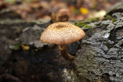 DSC09504.jpg