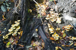 DSC09507.jpg