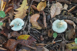 DSC09510.jpg