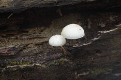 DSC09512.jpg