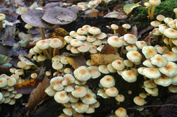 DSC09514.jpg