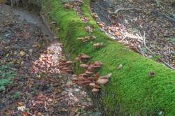 DSC09521.jpg