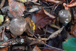 DSC09523.jpg