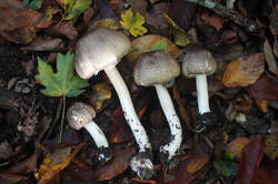 DSC09524.jpg